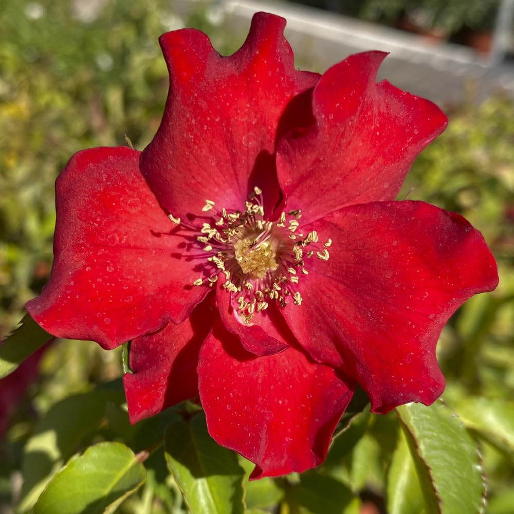 Verdecora Rosal Sevillana en maceta de 3L | Rosa Sevillana | Arbusto de Exterior con Flores Rojas Intensas y Prolongada Floración | Ideal para Jardines, Bordes y Macizos Florales