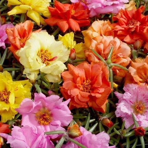 Semillas de cobertura del suelo de mezcla de rosas y musgo de verdolaga (verdolaga) Paquete de 500 semillas