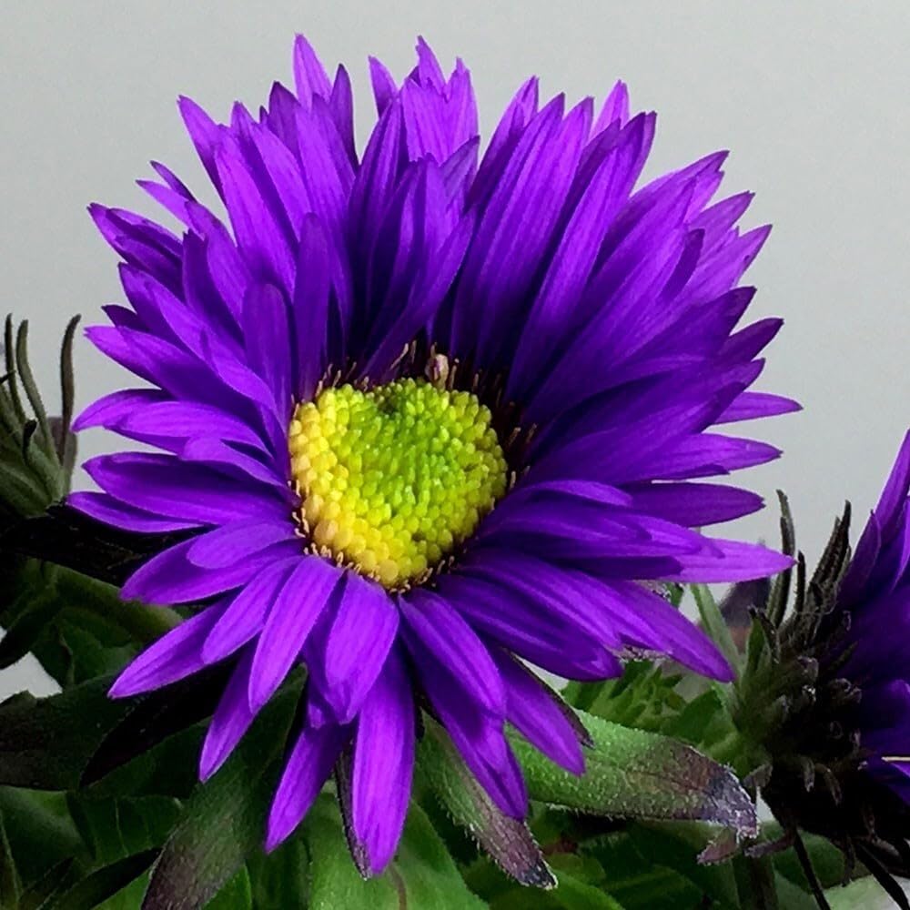 Plant Theory 9cm Pot Aster Novae-Angliae Purple Dome New York Aster Symphyotrichum Perennial