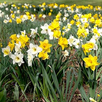 50 Mixed Daffodil Bulbs Naturalizing Narcissus Variety Pack Bulk of Spring-Blooming Flowers Deer Resistant & Cold Hardy Easy Fall Planting - Plant in Gardens, Borders & Beds - Willard & May