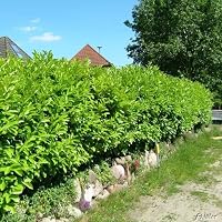 Portugiesischer Kirschlorbeer Angustifolia - Hecken Pflanze 20-30 cm  immergrn & winterhart als Sichtschutz  Pilzfreie mehrjhrige  Lorbeerkirsche Prunus lusitanica von Garten Schlter : Garten Schlter:  Amazon.de: Garten