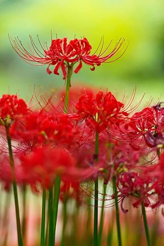 Miniatura 2 de 6 bombillas de lirio de araña roja de reliquia (Lycoris Radiata), planta perenne que florece en otoño, se envía desde Iowa, EE. UU