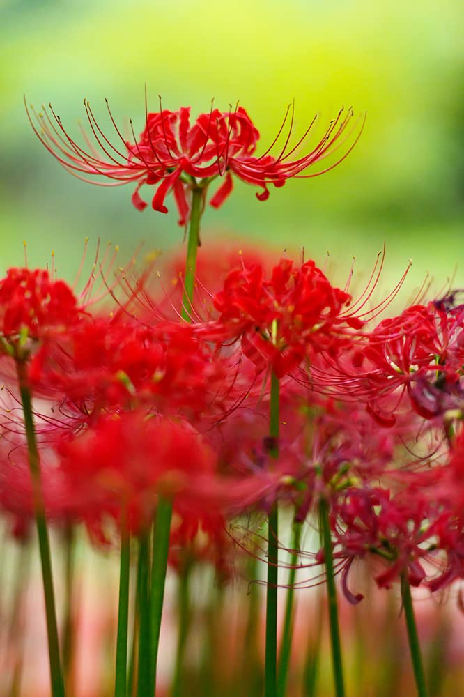 Lycoris.　1207 Lycoris radiata var. radiata 'Modern Japanese' | Modern