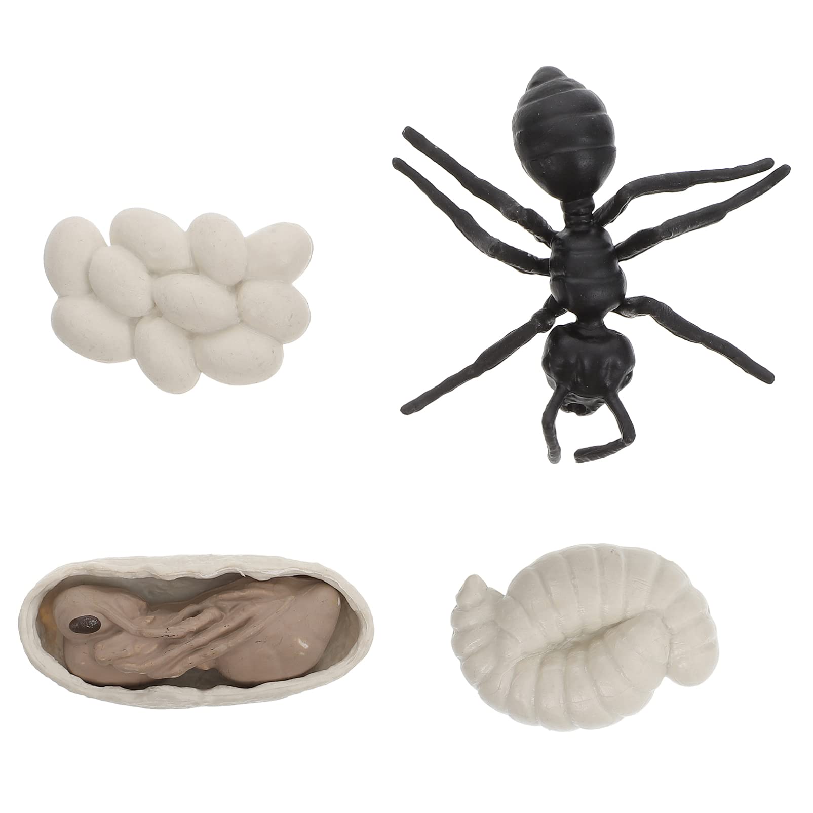 TOYANDONA 1set Plastic Toys Ants Biological Party Themed Vivid Evolution Safariology Ornament Figurines Kit Figures Toy A Kids Child Models of Playthings Kid for Realistic Cycle Science