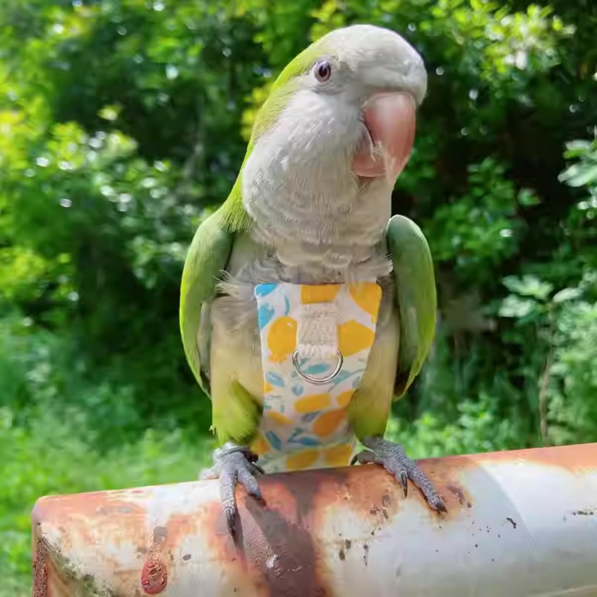 Adjustable Bird Diaper Parrot Clothes Flight Suite, Reusable Parrot Nappy with Waterproof Inner Layer, Bird Urine Wet Suit Costume for African Grey (Yellow, with Leash,Sulphur-Crested Cockatoo)