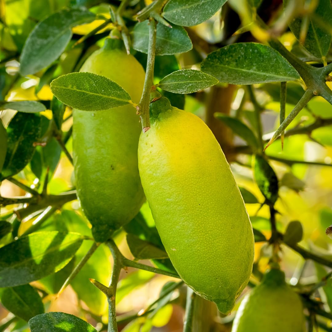 Limone Caviale Rosso Pianta da Frutto