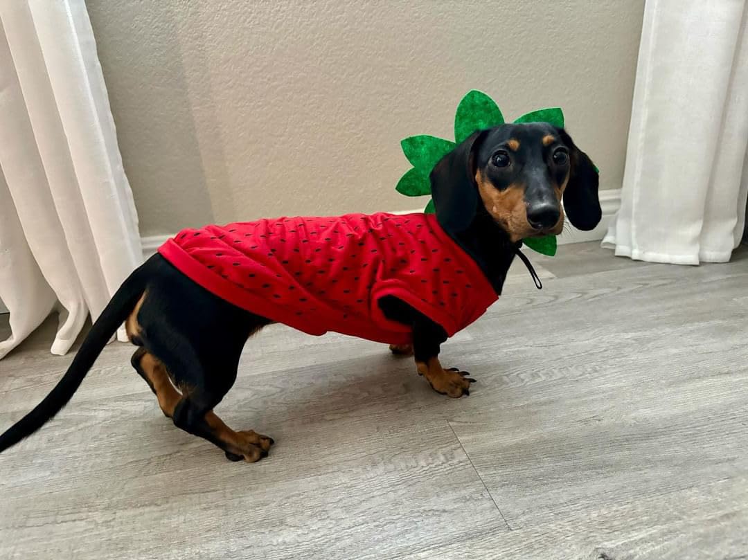 Midlee Halloween-Kostüm, Erdbeer-Hund, Größe XXX-Large