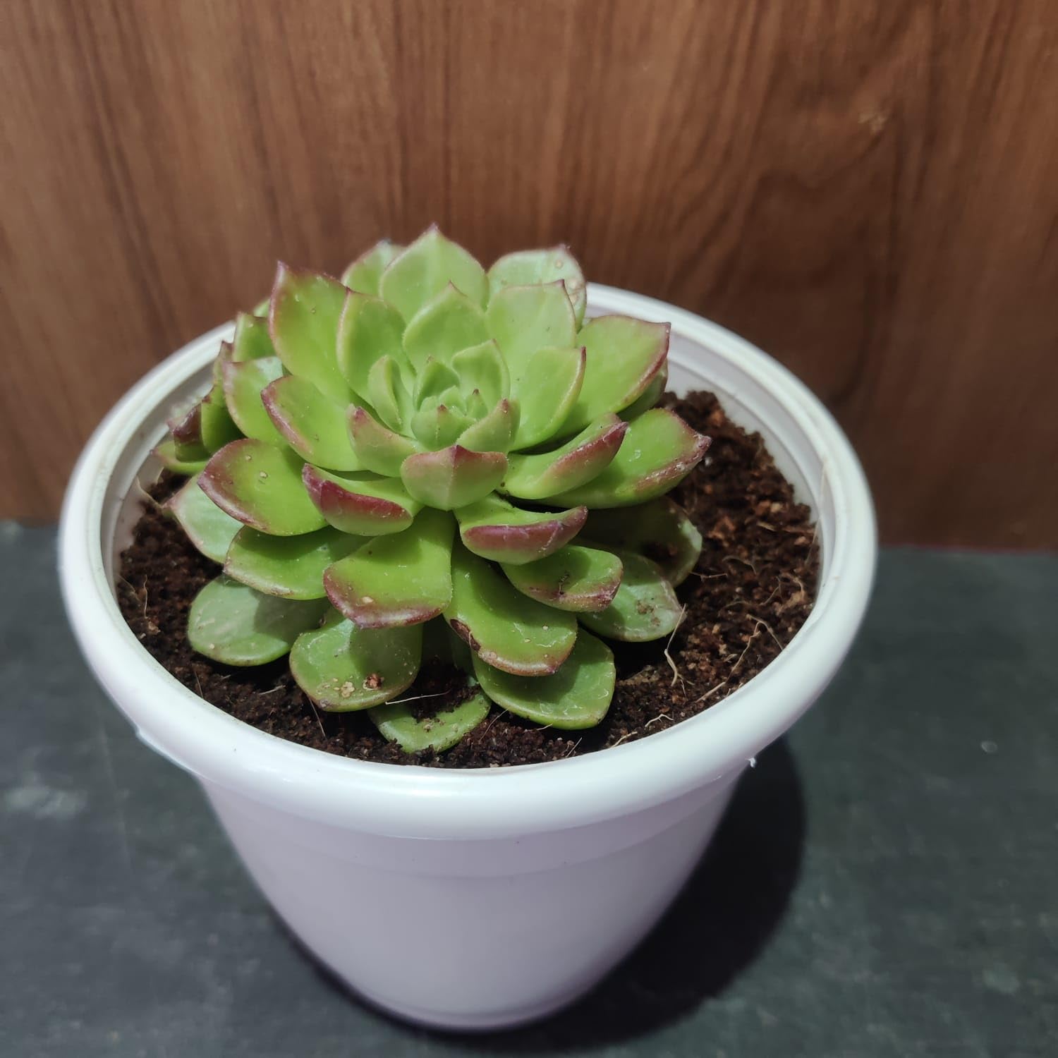 Bhajanlal Greenery Succulent Plant (Laxmi Kamal Succulent)-image-11