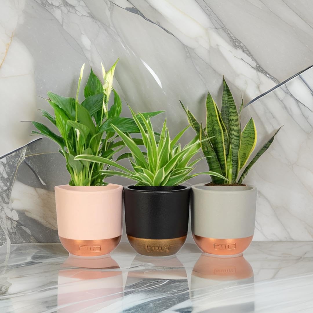 3 x Air Purifying Plants Spider Plant Chlorophytum, Spathiphyllum Peace Lily, Snake Plant Sansevieria Laurentii in 10-12 cm pots - Image 6