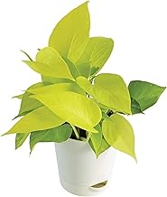 OCCIDENT Golden Money Indoor Live Plant for Home Office Living Room Bedroom Garden Decor With Black Plastic Pot (Golden Money Plant)