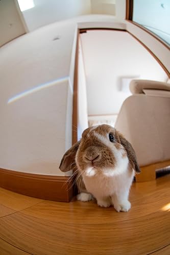 Amazon.co.jp: SIGMA 単焦点魚眼レンズ 10mm F2.8 EX DC FISHEYE HSM
