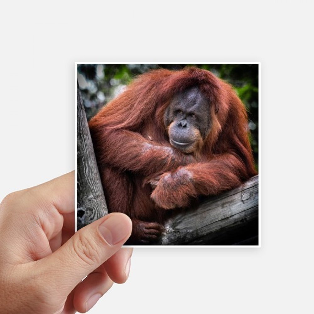 Autocollant orang-outan 10 cm de DIYthinker, sticker animaux sauvages pour pc portable et moto