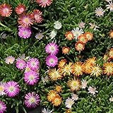 Mix Delosperma Ice Plant, Hardy Perennial Succulent Live Plant, Ground Cover Outdoor Garden 5-9 Inches