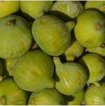 Gardenbox T pl  G klop  ncir Fidan , Meyve Fidan