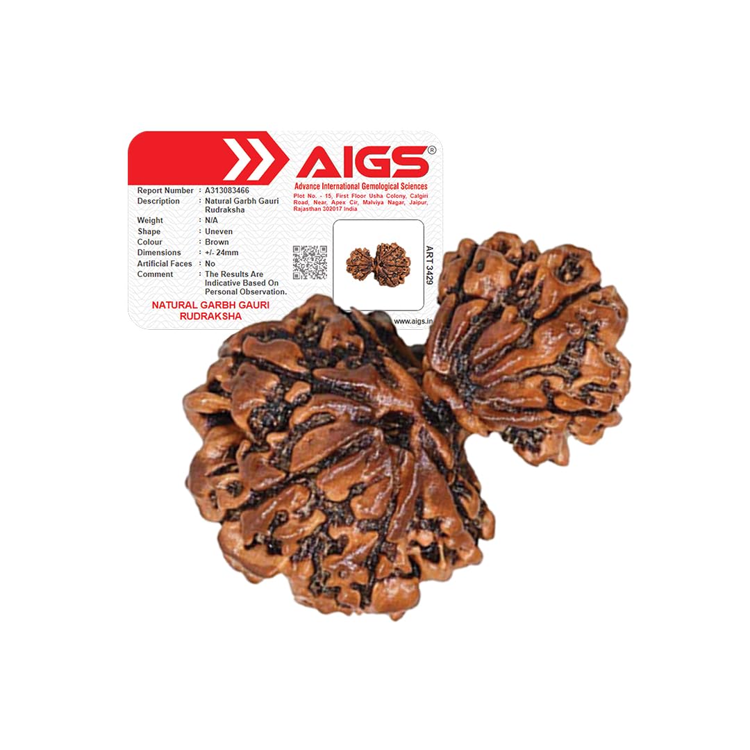 4 Mukhi Rudraksha - Nepal Origin | Wisdom & Communication -12 4 Mukhi Rudraksha - Nepal Origin | Wisdom & Communication -12