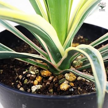 3点 キミガヨラン グロリオサ 斑入りユッカグロリオサ（ドライガーデン） - 極kiwami