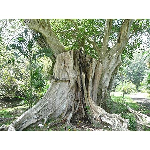 Red Supply Solution Sacred Fig Tree 50 Seeds - Ficus Religiosa, Peepul Tree, Organic Fresh Seeds Non GMO, Indoor/Outdoor Seed Planting for Home Garden Cover