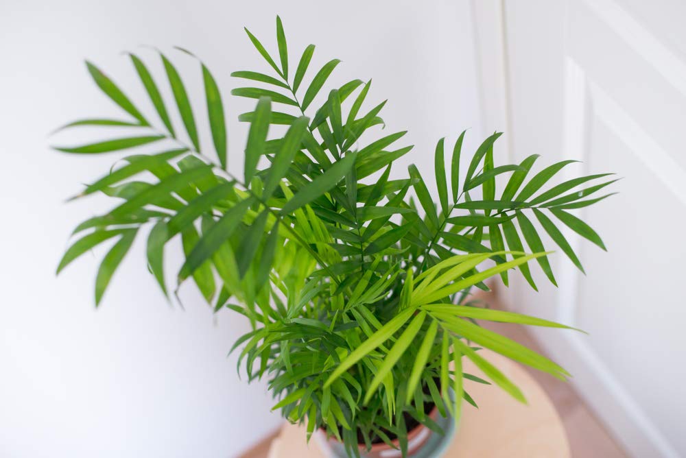 Bloomique - Chamaedorea Elegans - Bergpalme - Zimmerpflanzen - Luftreinigend - Tierfreundlich - Pflegeleicht - Höhe 60-80 cm - Topf 18 cm