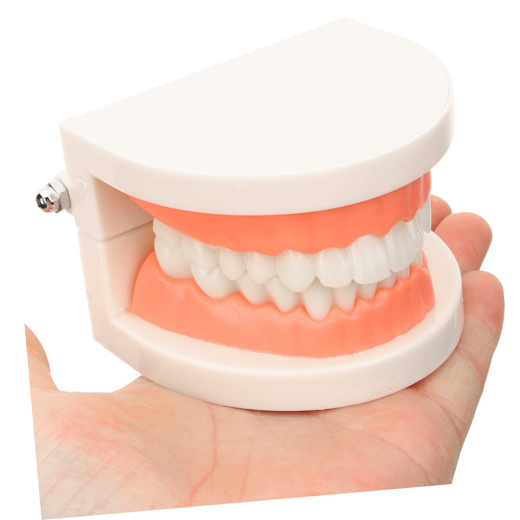 OUNONA 1Set Teeth Care Model Educational Model with Toothbrush for Teaching Brushing Skills for Boys Simulation Teeth for Early Learning