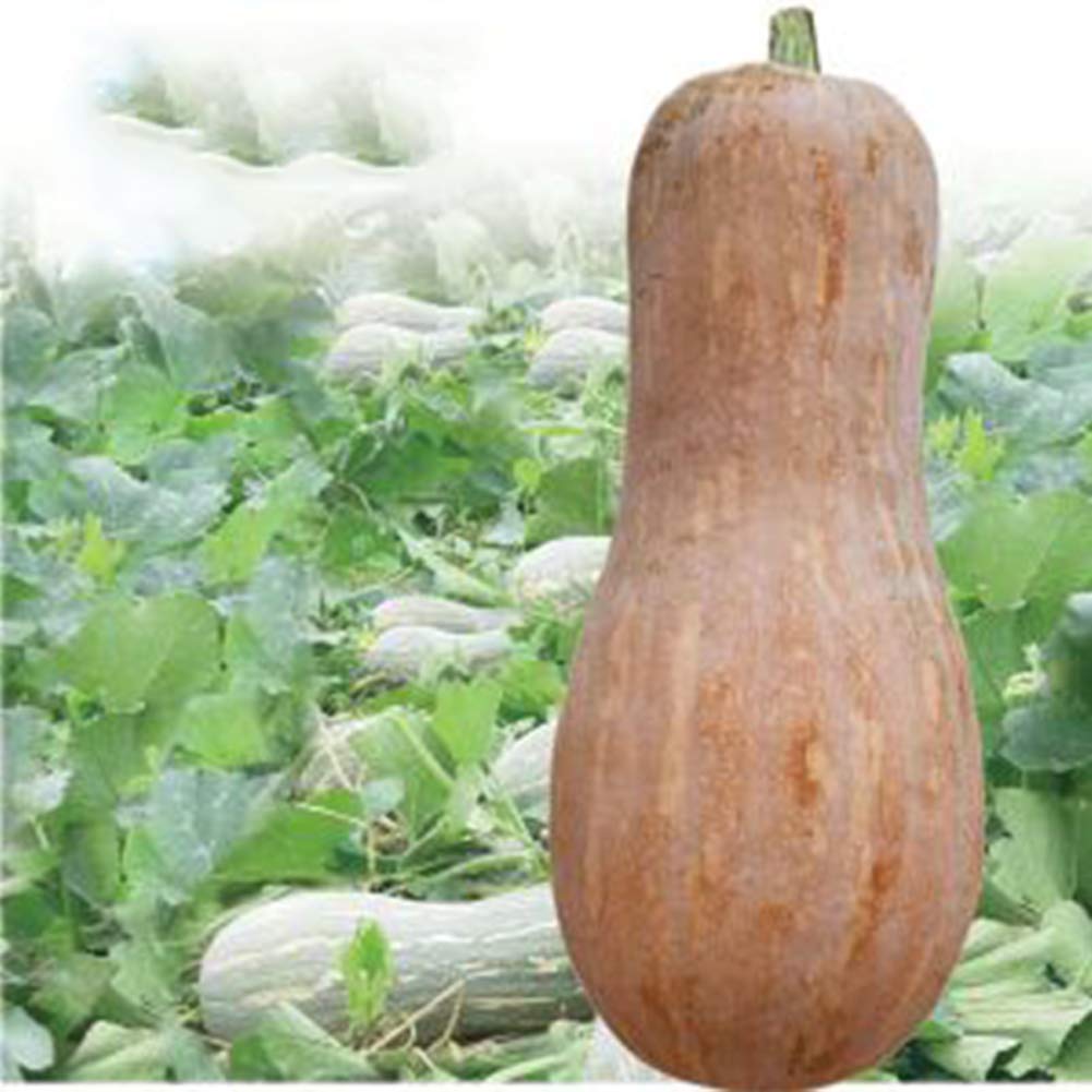 VibeX Gourd Sweet Long Pumpkin Squash Seeds -50 Seeds