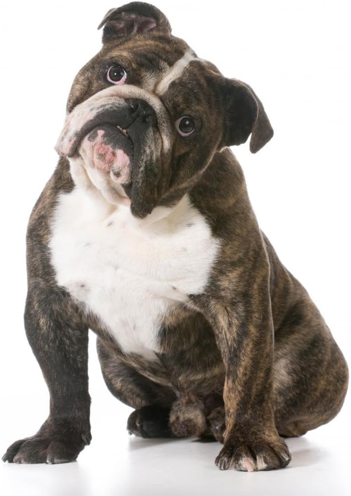 Wallmonkeys English Bulldog Wall Decal Peel and Stick Graphic (18 in H x 14 in W) WM215658