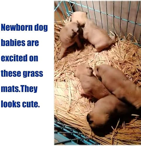 Miniatura 33 de Alfombrilla de césped tejida para animales pequeños, 5 tapetes de hierba, ropa de cama de conejo, nido, juguete para masticar, juguete para jugar