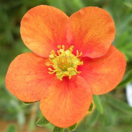 1 POTENTILLA FRUTICOSA HOPLEY'S Orange SHRUBBY Cinquefoil DECIDUOUS Plant in