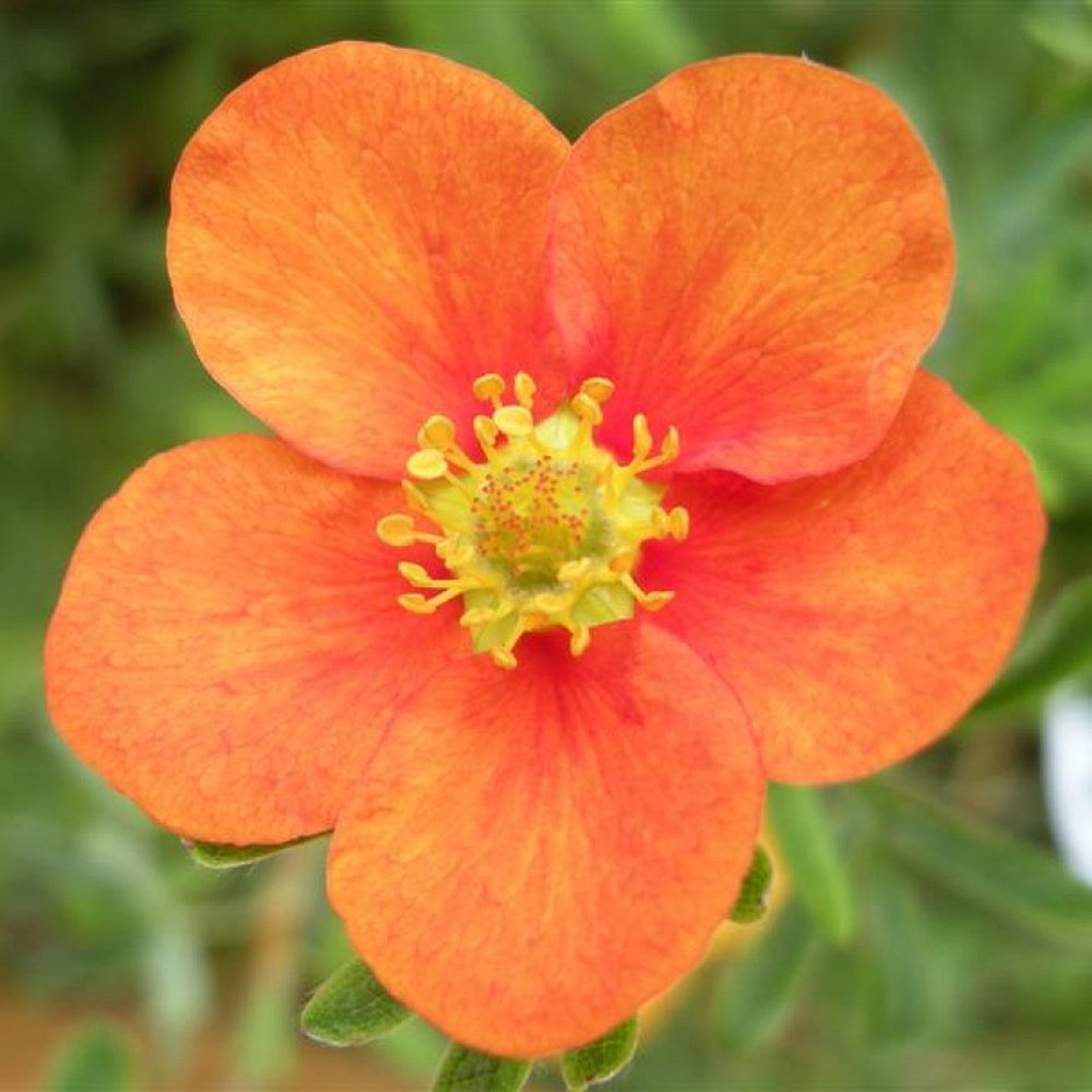 1 POTENTILLA FRUTICOSA HOPLEY'S Orange SHRUBBY Cinquefoil DECIDUOUS Plant in Pot, Orange,Yellow