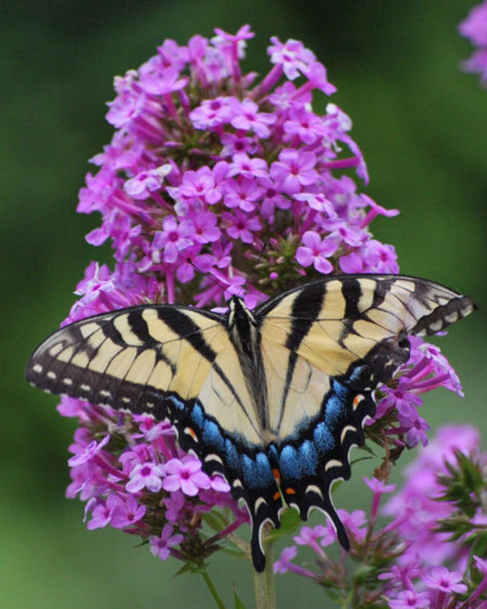 Perennial Farm Marketplace Jeana Phlox