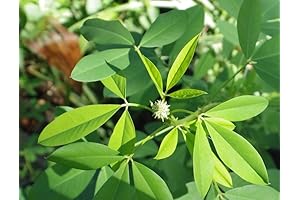 100pcs CHIPILIN Premium Quality Vegetable Seeds - Rich in Vitamins, Minerals, and Antioxidants