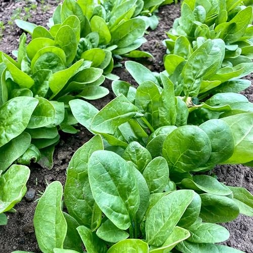 ZenGreens® - Bio Spinat Samen - Spinatsamen - Gemüsesamen für den einfachen Anbau im Garten, Balkon oder Hochbeet - Gemüse Saatgut - Matador
