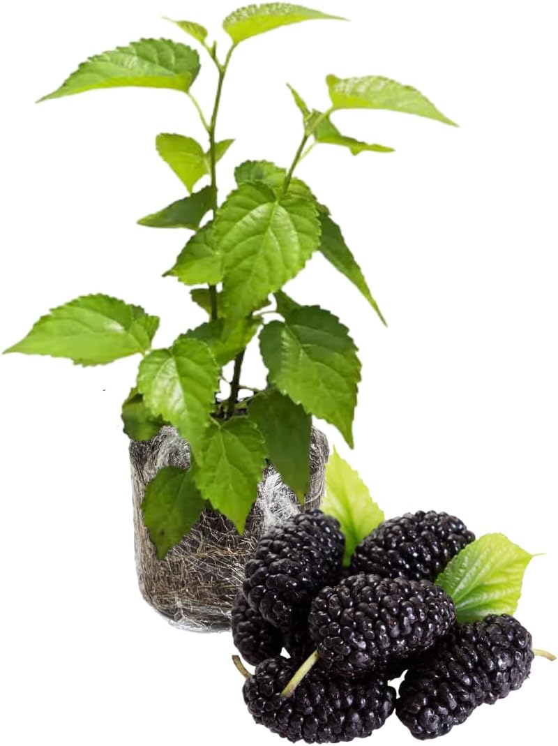 Mulberry Tree Live Plant 5 to 8 Inch Height, Everbearing Mulberry Bush Live Plant to Grow, Mulberry Plant Live (Dwarf Mulberry)