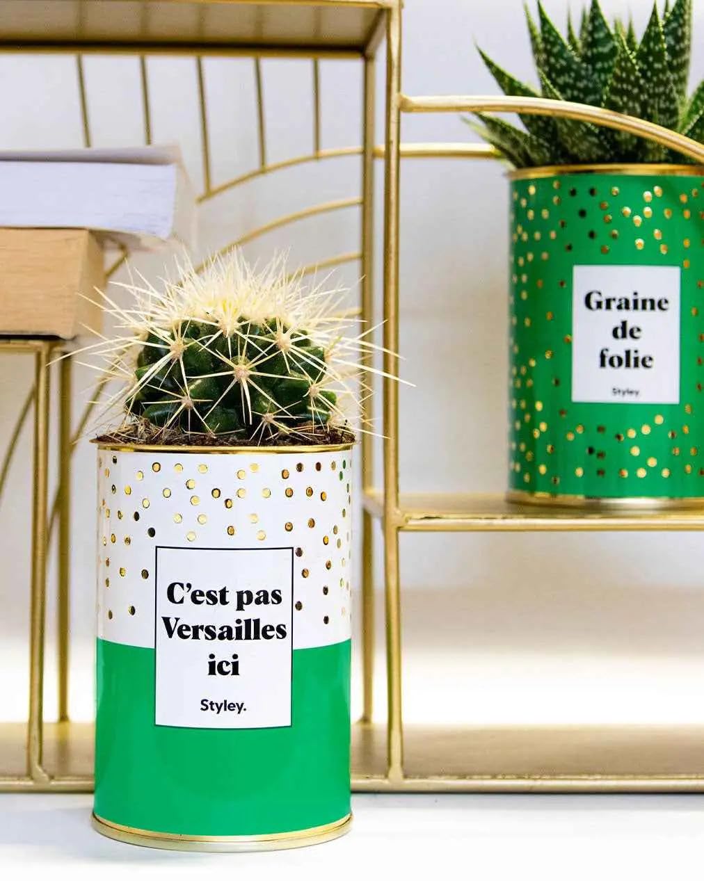 Plante facile à entretenir et plante d'intérieur pour salon moderne