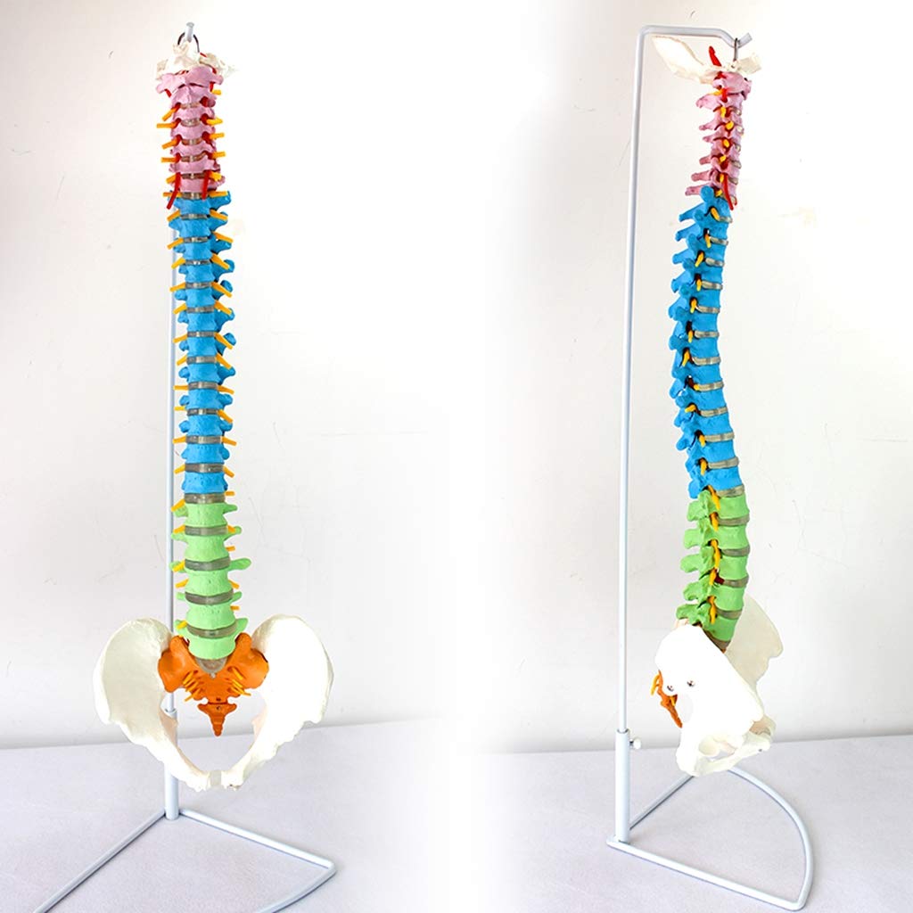 Modelo De Columna Flexible - Modelo Médico Clásico De Columna Vertebral - Modelos Científicos De Anatomía Humana - para Estudio Enseñanza Modelo Médico, Equipo De Laboratorio