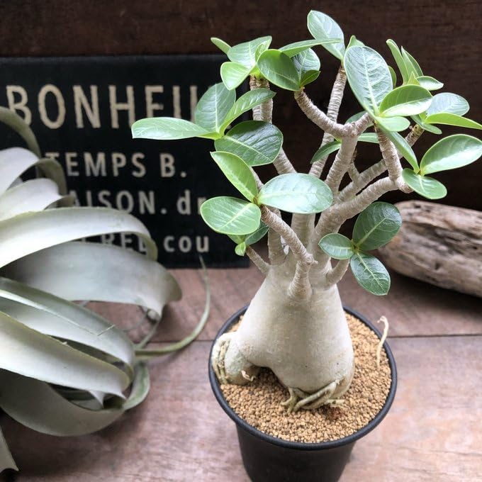 アデニウム　特大　送料込み　塊根植物 楽天市場】【契約農家直送商品】【現品2】 塊根植物 アデニウム