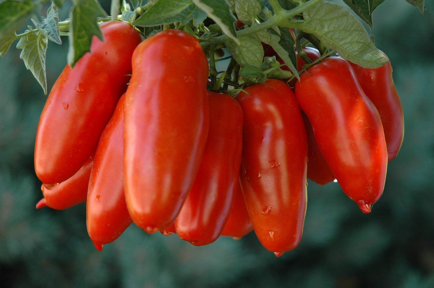 See full amazon price history chart for Golden Hills Farm San Marzano Tomato Vegetable Hybrid Seed H/G - 100 Seeds Golden Hills Farm San Marzano Tomato Vegetable Hybrid Seed H/G - 100 Seeds (B07N7C4WFC) Amazon Price History, Amazon Price Tracker