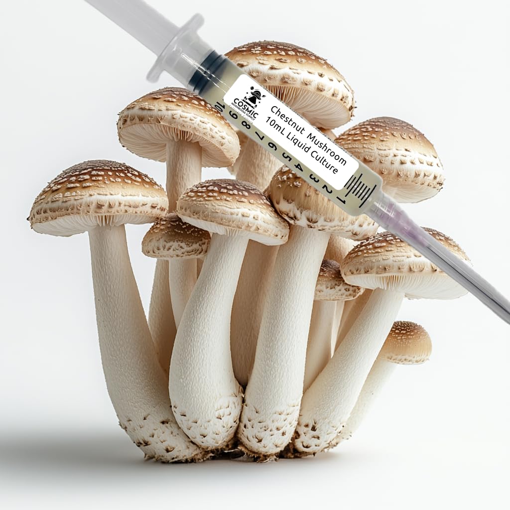 Champignon Châtaignier Pholiota adiposa culture liquide 10cc anti contamination
