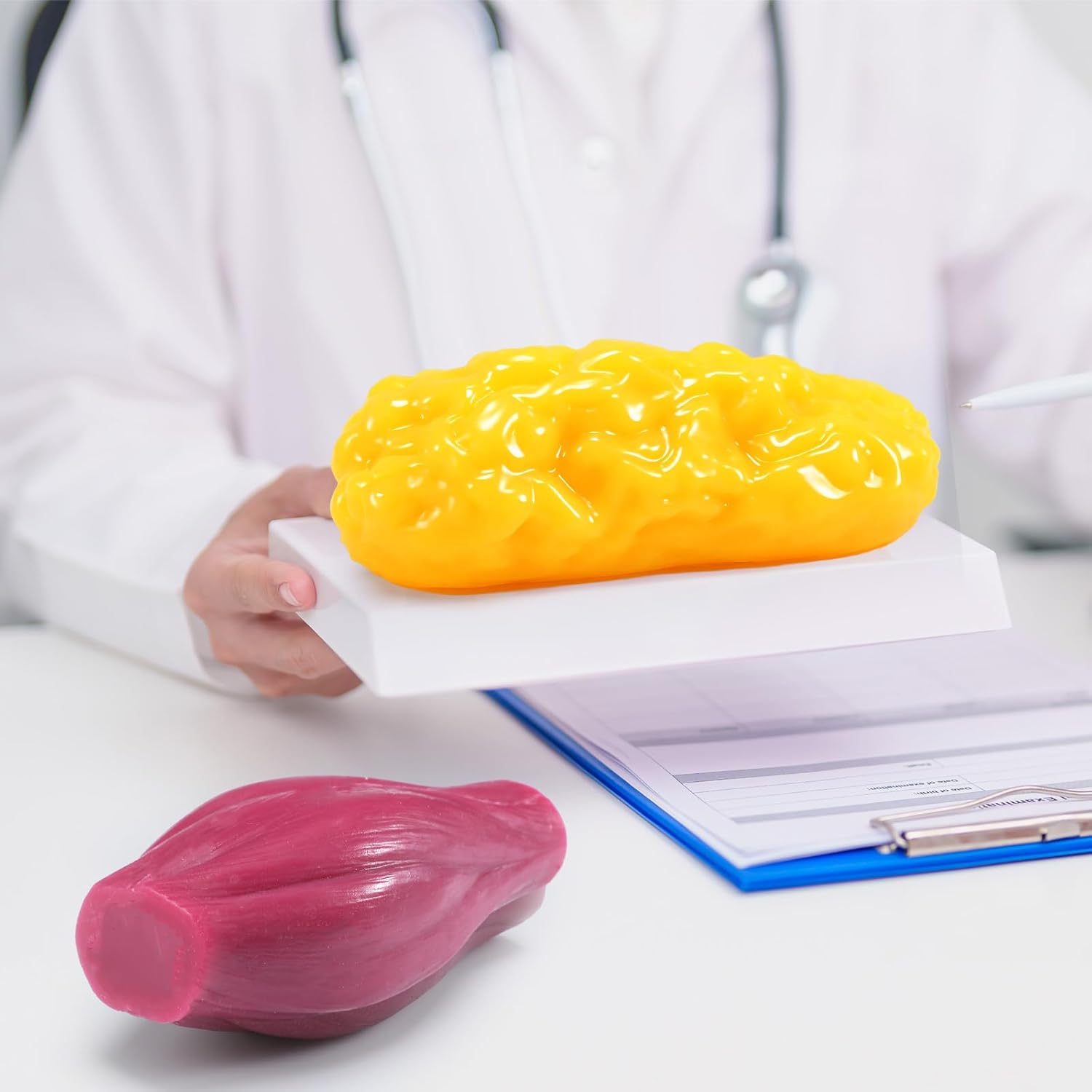 Chunful Human Body Muscle 0.8lb & Fat Replica1.3 lb with Display Base Realistic Anatomic Muscle Tissue & Fat Model Demonstration for Anatomy, Physiology, Science & Technology Students