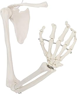 Life-Size Anatomical Arm, Human Skeleton Arm Model Includes All Arm Bones Plus Clavicle, Scapula and Articulated Hand Bone for School,Education