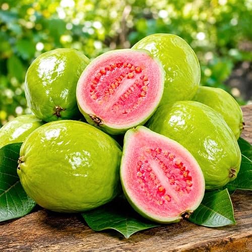 55+ Guava Seeds for Planting - Fragrant Tropical Fruit, Drought Tolerant,Sweet & Juicy
