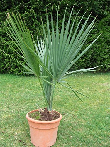 Amazon｜【観葉植物／種子】Sabal Minor ミキナシサバル◎耐寒性