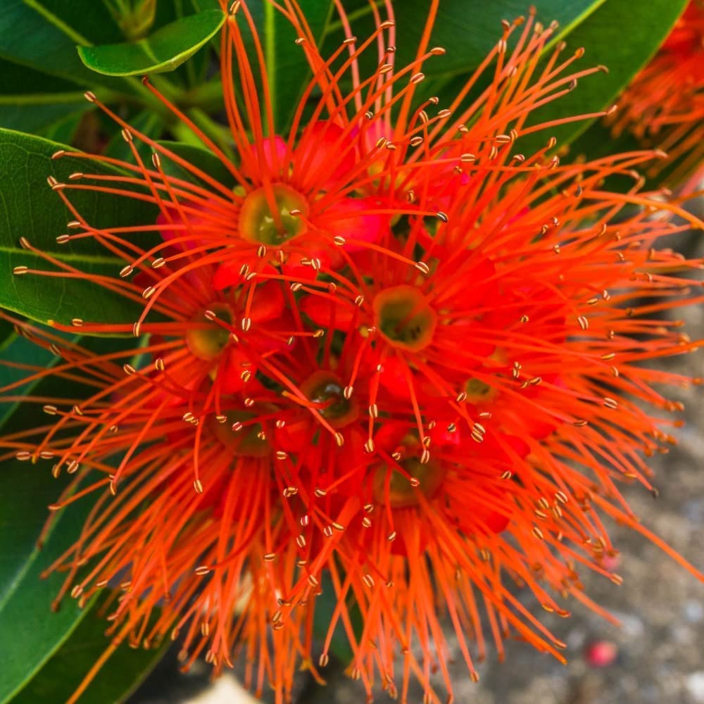 See full amazon price history chart for Garden Nature Care Rare Red Panda First-Love-Red-Plant (Xanthostemon chrysanthus) Red First Love Fragrant Flower Plant For Home/Terrace/Balcony Garden Healthy live Plant pack of - 1 Garden Nature Care Rare Red Panda First-Love-Red-Plant (Xanthostemon chrysanthus) Red First Love Fragrant Flower Plant For Home/Terrace/Balcony Garden Healthy live Plant pack of - 1 (B09HMNYPMF) Amazon Price History, Amazon Price Tracker