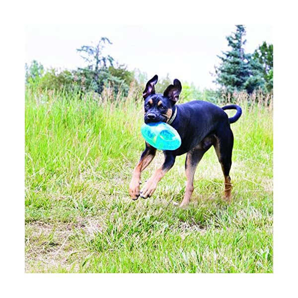 KONG Jumbler™ Football – Interactive Fetch Dog Toy with Tennis Ball – For Medium/Large Dogs (Assorted Colors) KONG Jumbler™ Football – Interactive Fetch Dog Toy with Tennis Ball – For Medium/Large Dogs (Assorted Colors)
