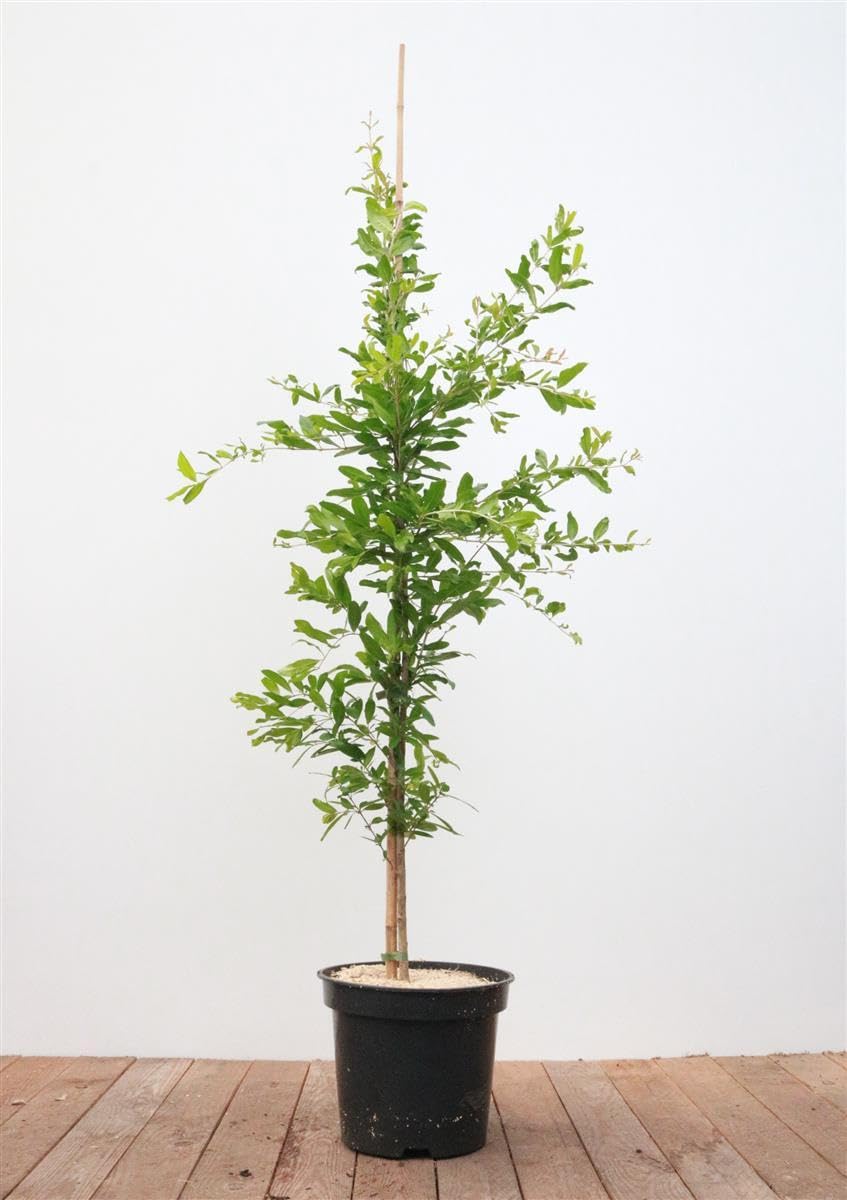 Punica granatum 'Mollar' 80-100 cm - Granatapfel, rote Früchte, Erntezeit September-November, ideal für Kübel, winterhart, pflegeleicht