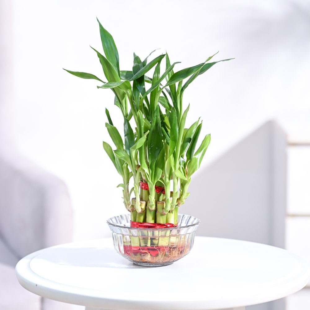 Andhagnai Greens (2 Layer) Lucky Bamboo Feng Shui Live Plant For Indoor Gardening Living Room, Office Desk, Bed room With Pot (B0D2XYQH1K) Amazon Price History, Amazon Price Tracker