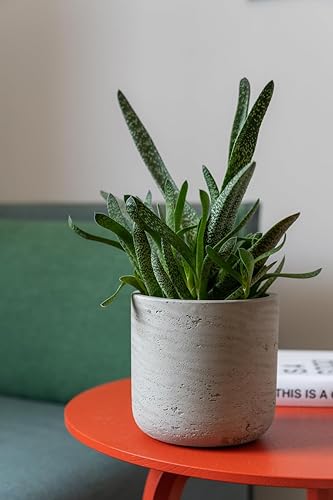 Miniatura 4 de Maceta redonda Charlie XXS de fibra de arcilla lavada gris de 4.17 pulgadas de ancho, maceta moderna para interiores y exteriores, para plantas,