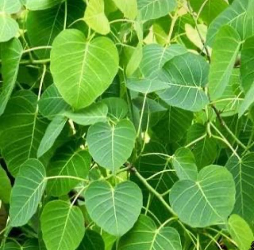 Live Peepal/Ficus religiosa/Sacred fig Seedling Plant with Pot (B0D9P85561) Amazon Price History, Amazon Price Tracker