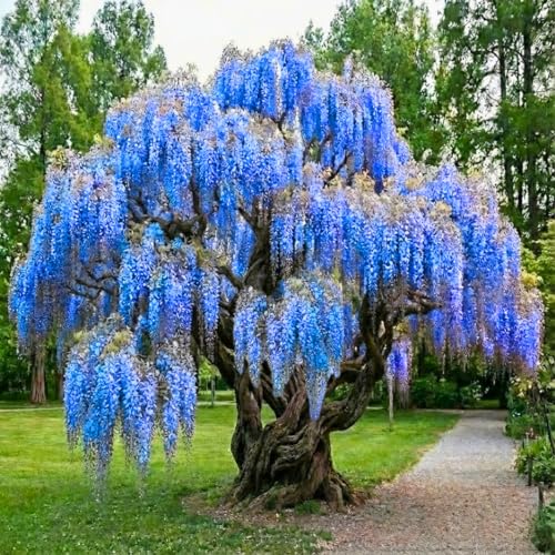 Purple Wisteria Tree, Trellis Climbing Vine Plant, 6-13 Inch Tall