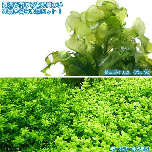 Amazon.co.jp: （水草）気泡水草セットA モスファン（1）＋ラージ