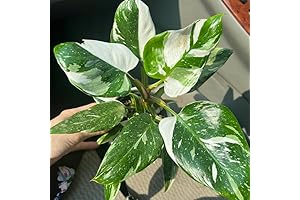 White Wizard Philodendron: Dazzling Variegation for Your Indoor Oasis